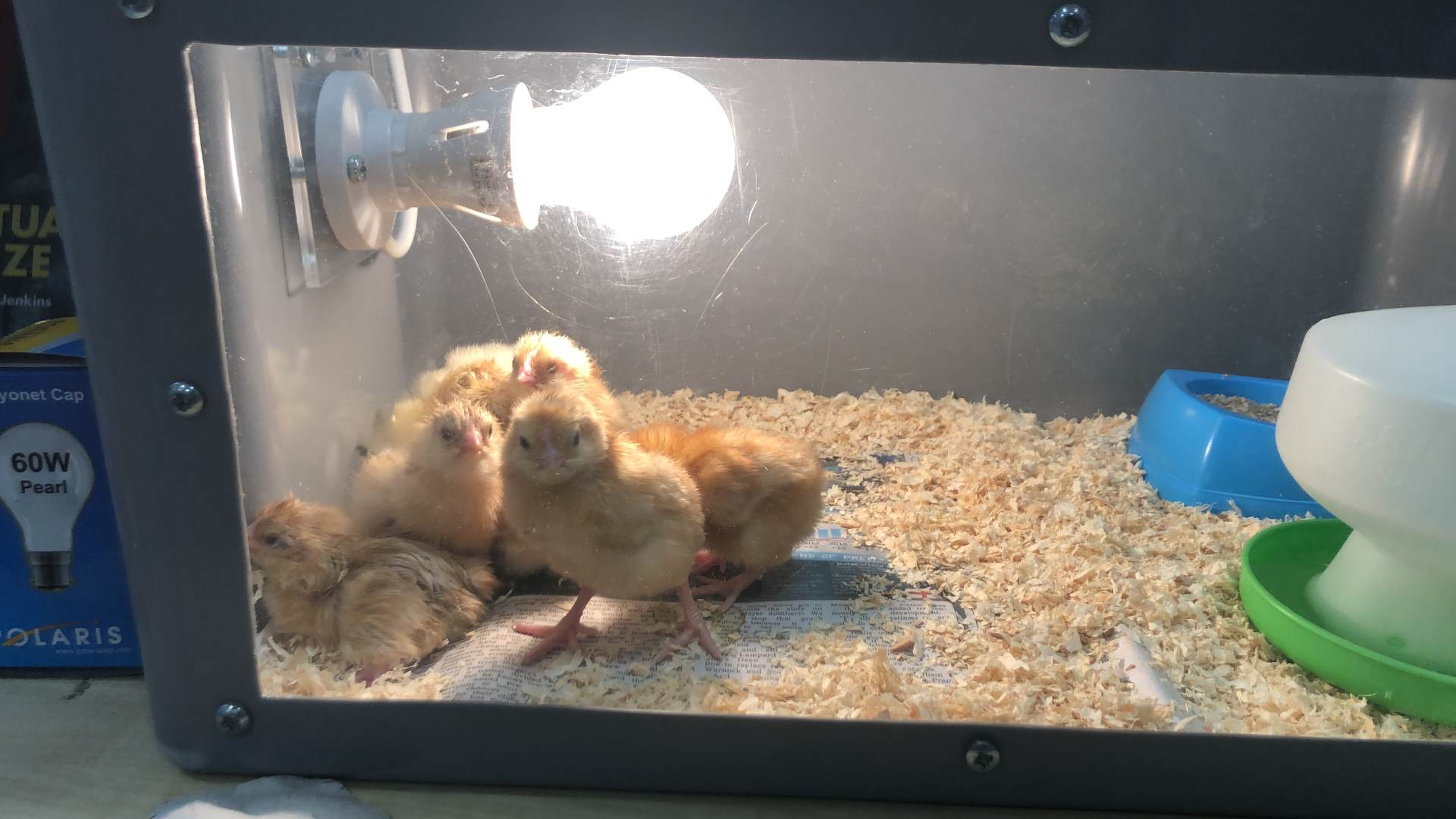 Chicks_3